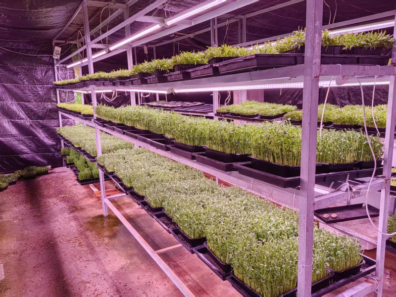 花生芽现产现发品质保证支持视频看货欢迎下单品尝