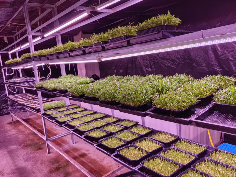 花生芽现产现发品质保证支持视频看货欢迎下单品尝