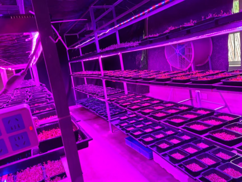 花生芽现产现发品质保证支持视频看货欢迎下单品尝