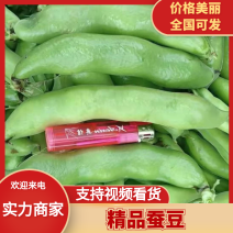 大颗蚕豆新品种3～4大米粒鲜嫩颗粒饱满稳定供货