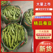 大角蚕豆、青粒大米粒3～4米《鲜嫩、颗粒饱满》稳定供货
