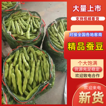 大角蚕豆、青粒大米粒3～4米《鲜嫩、颗粒饱满》稳定供货