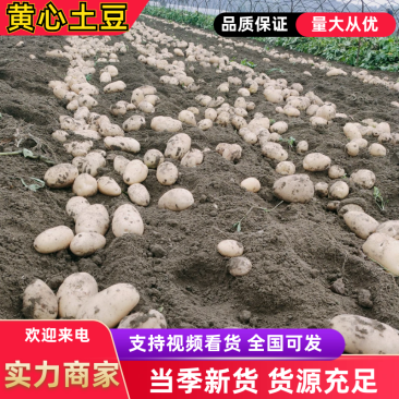 陕西新土豆黄心土豆电商货市场货现货量大从优欢迎咨询