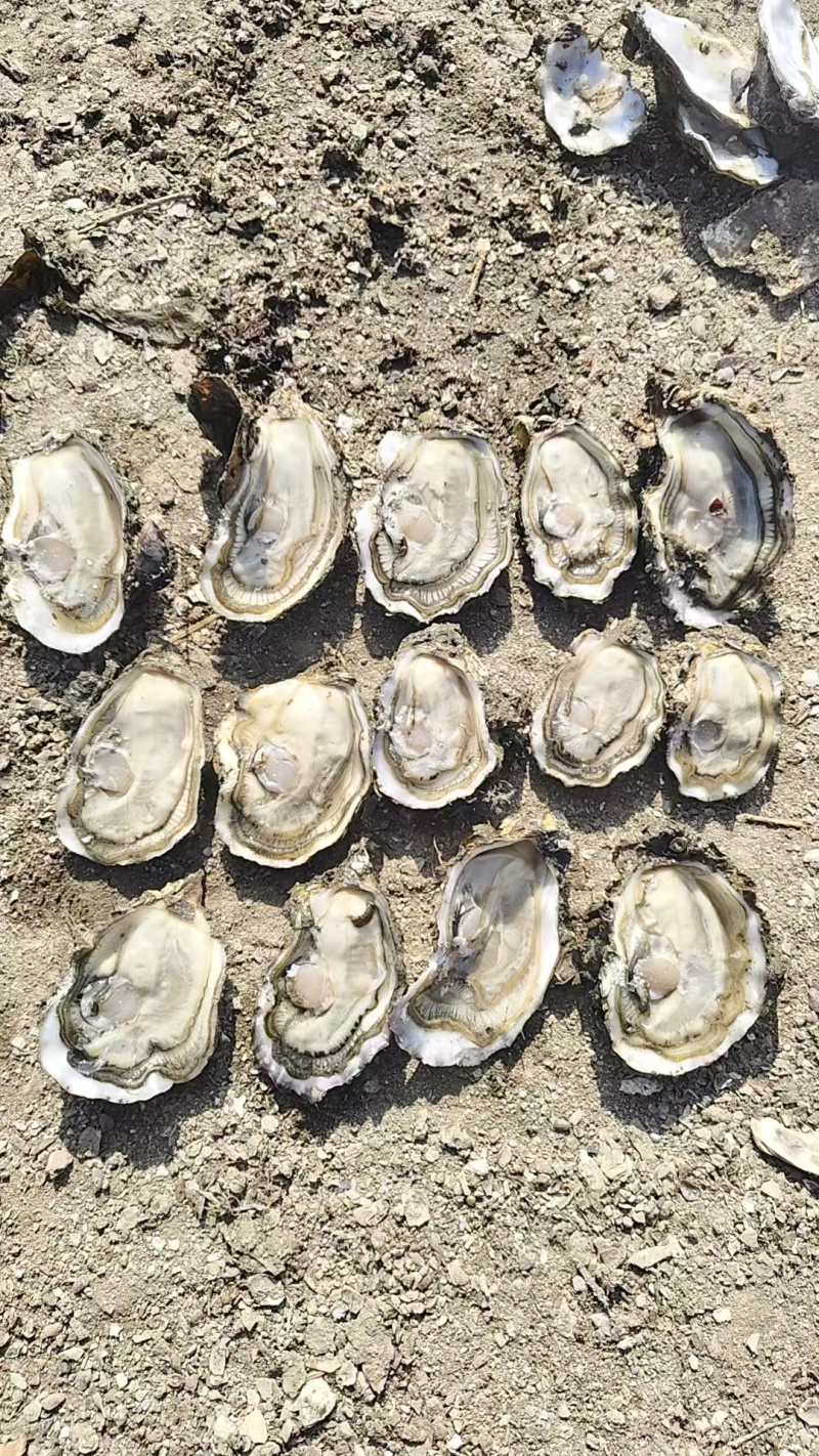 6+乳山大生蚝产地直发一手货源规格齐全品质保证