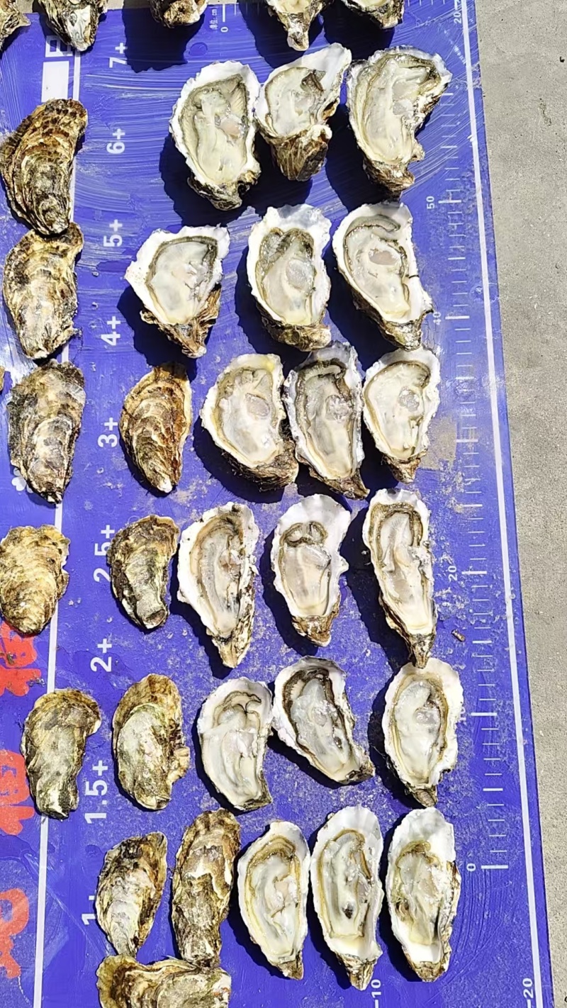 6+乳山大生蚝产地直发一手货源规格齐全品质保证