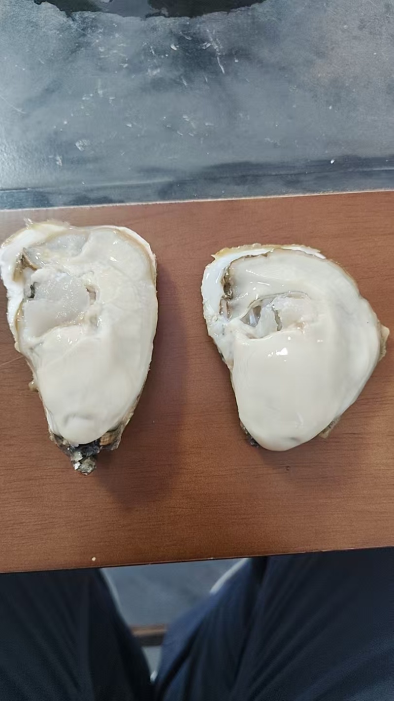 全规格有货正宗乳山生蚝鲜活发货品质保障对接全国市场