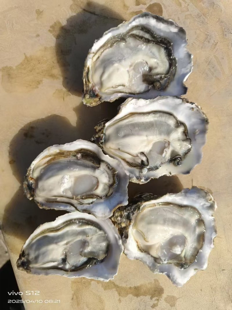 小精品3+乳山生蚝个个都肥规格齐全现捞现发常年供货