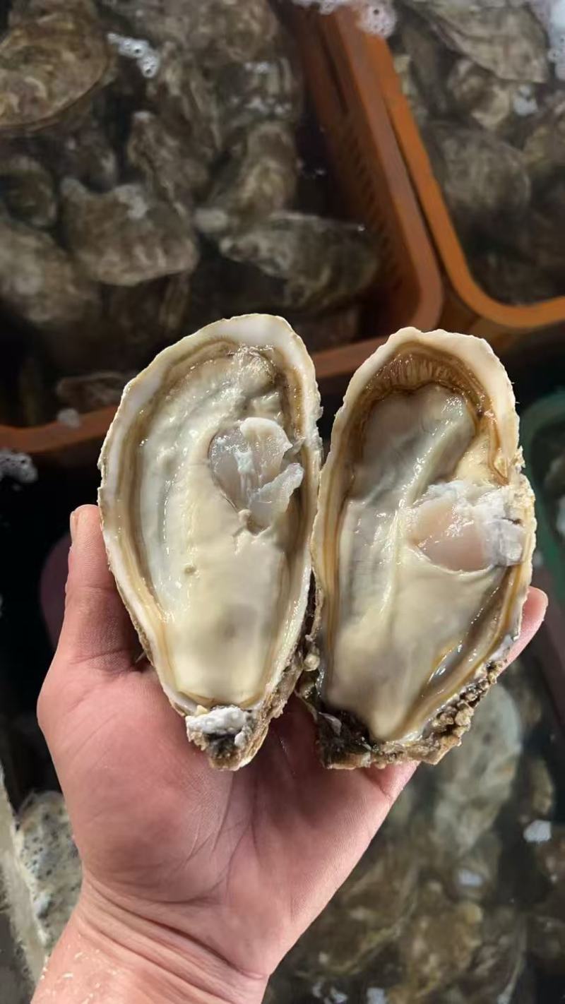 小精品3+乳山生蚝个个都肥规格齐全现捞现发常年供货