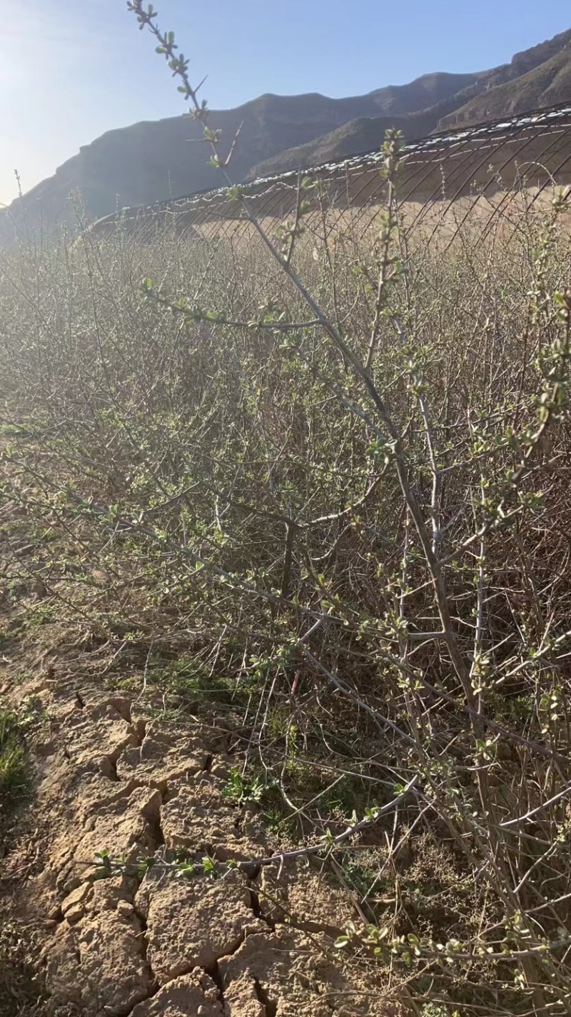 沙棘杯苗基地直发价格优惠成活率高品质保证欢迎来电