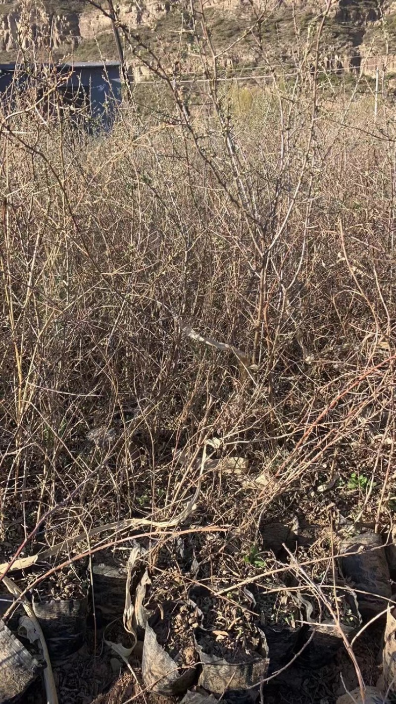 沙棘杯苗基地直发价格优惠成活率高品质保证欢迎来电