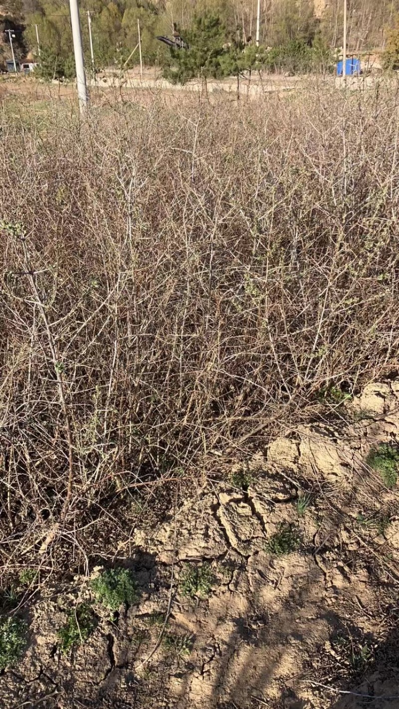 沙棘杯苗基地直发价格优惠成活率高品质保证欢迎来电