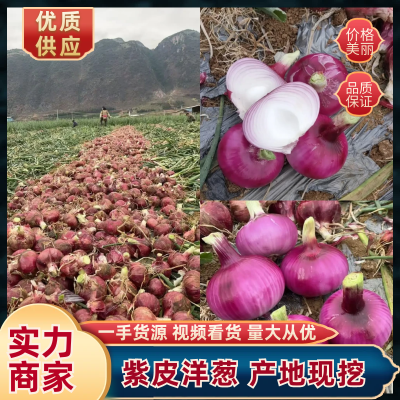 【新品上市】云南紫皮洋葱大量有货/基地直发/对接商超市场