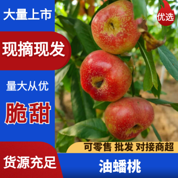 精品油蟠桃36-5，36-3油蟠桃基地，品种全，全国发货