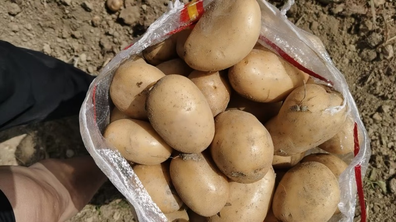 【精品】黄心土豆产地直销货源充足价格优惠一手货源