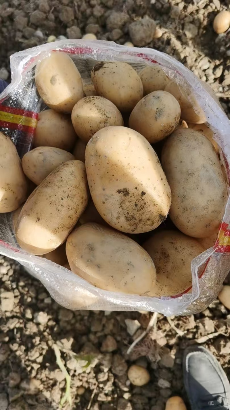【精品】黄心土豆产地直销货源充足价格优惠一手货源