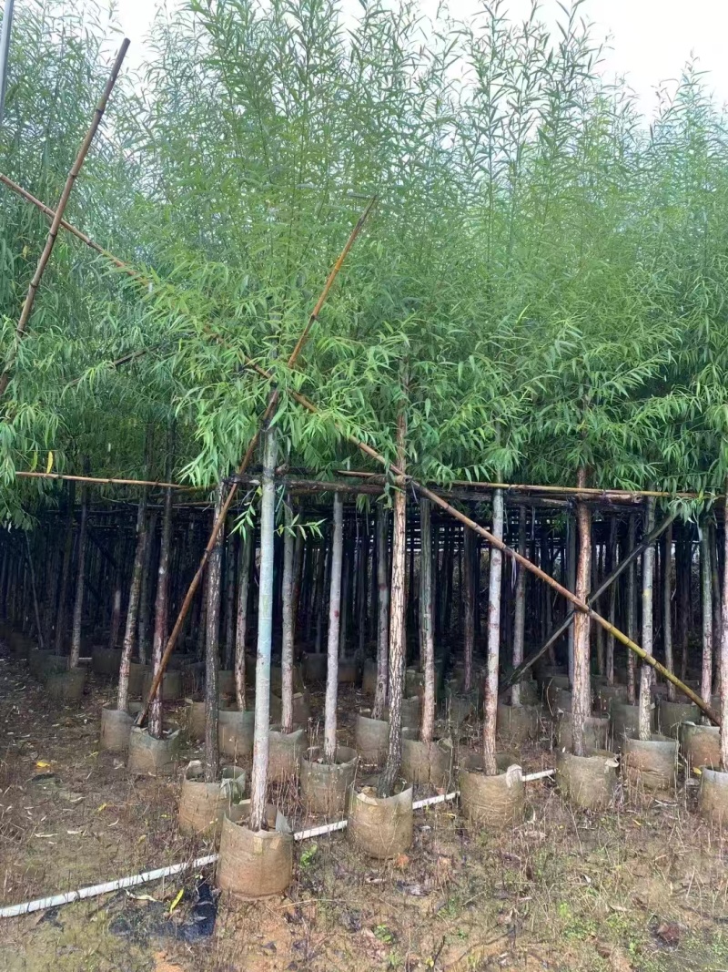 精品垂柳基地直供大量有货规格齐全来电详谈