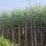 精品垂柳基地直供大量有货规格齐全来电详谈