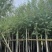 精品垂柳基地直供大量有货规格齐全来电详谈
