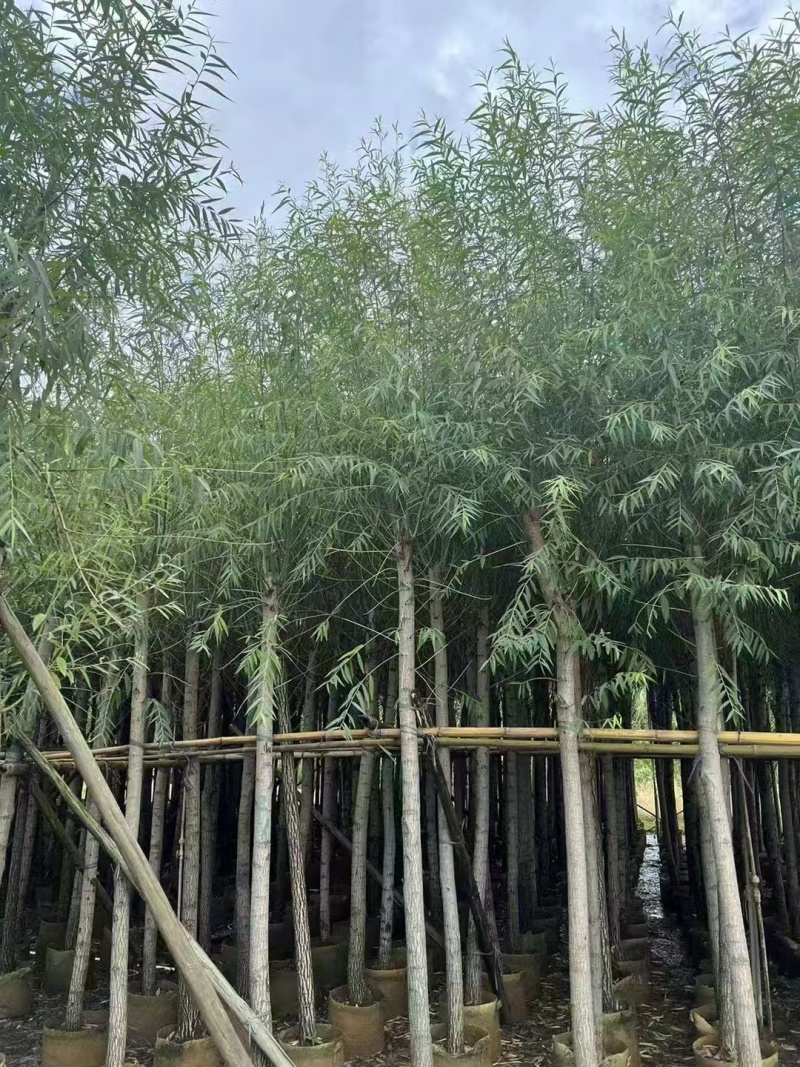 精品垂柳基地直供大量有货规格齐全来电详谈