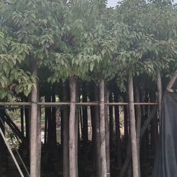 香樟大量有货精品供应价格美丽整车发货