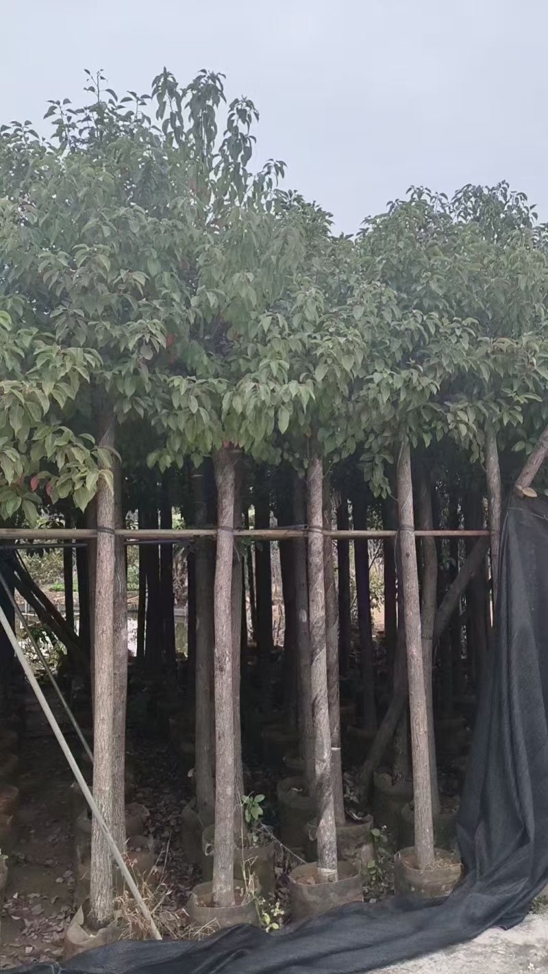 香樟大量有货精品供应价格美丽整车发货