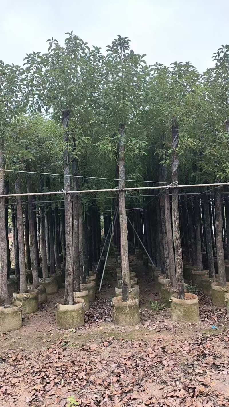 香樟大量有货精品供应价格美丽整车发货