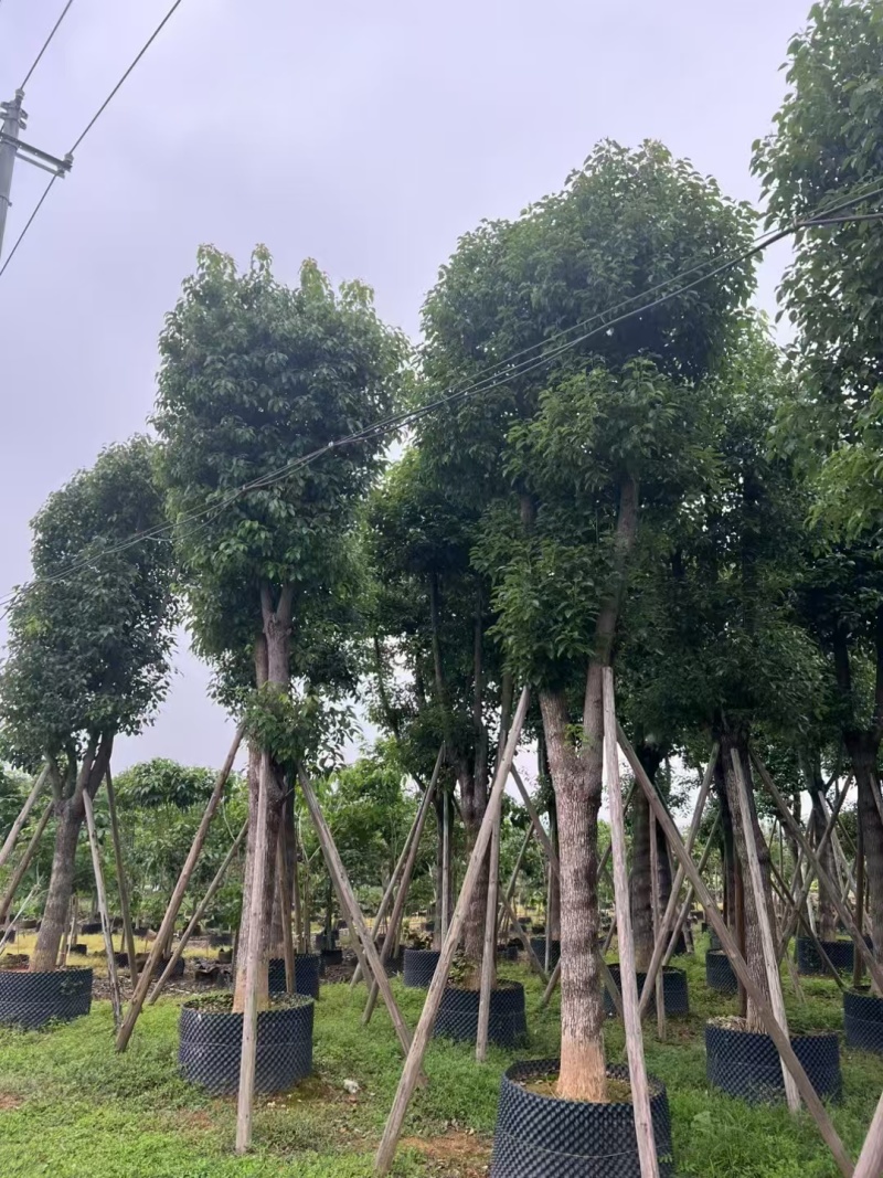 香樟大量有货精品供应价格美丽整车发货