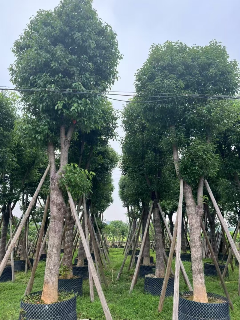 香樟大量有货精品供应价格美丽整车发货