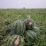 【甜王】辽宁西瓜头茬自家大棚货量大按需求分拣打包专业验瓜
