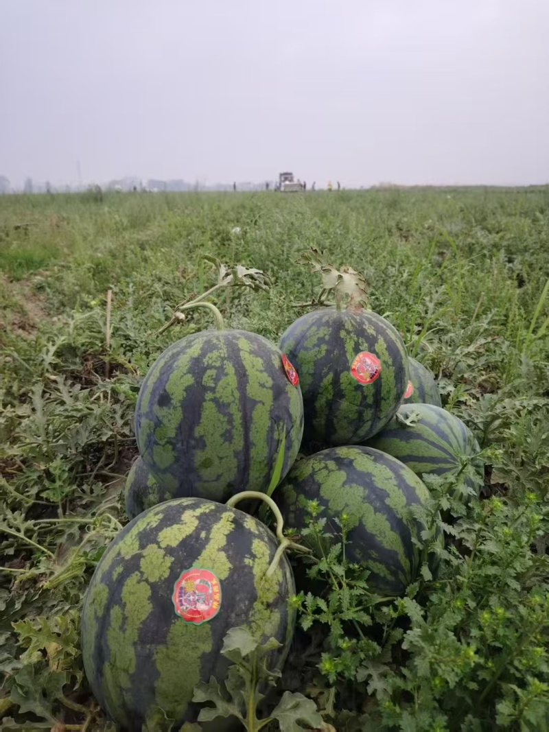 【甜王】辽宁西瓜头茬自家大棚货量大按需求分拣打包专业验瓜