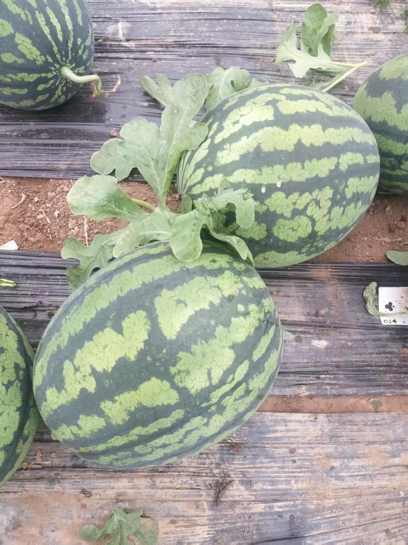 【甜王】辽宁西瓜头茬自家大棚货量大按需求分拣打包专业验瓜