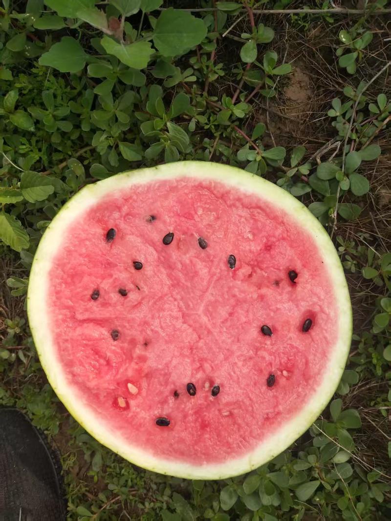 【甜王】辽宁西瓜头茬自家大棚货量大按需求分拣打包专业验瓜