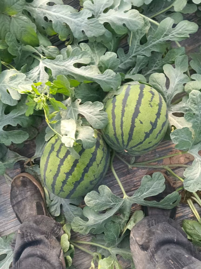 【甜王】辽宁西瓜头茬自家大棚货量大按需求分拣打包专业验瓜