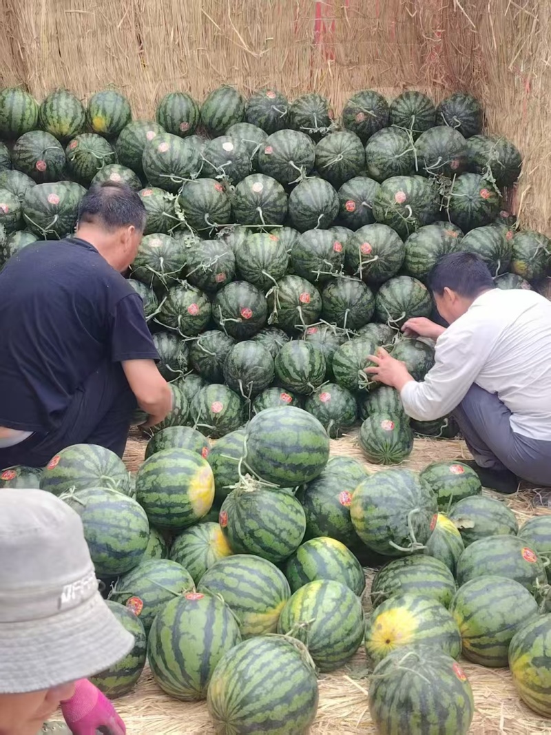 营口甜王西瓜专业验瓜师傅个个精挑细选保熟包甜保证无生瓜