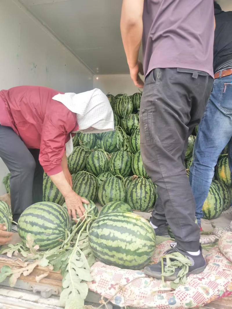 营口甜王西瓜专业验瓜师傅个个精挑细选保熟包甜保证无生瓜