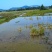 活鹅高端阳江鹅基地直销量大质优价格优惠一手货源