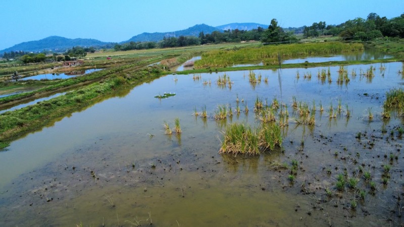 活鹅高端阳江鹅基地直销量大质优价格优惠一手货源