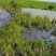活鹅高端阳江鹅基地直销量大质优价格优惠一手货源