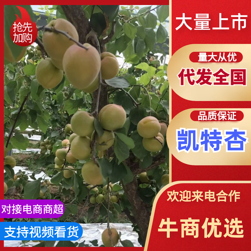 山西运城凯特杏个大味道甜，可视频看货，有意者电联