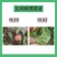 为道勇斩15%氟啶虫酰胺·联苯菊酯桃树蚜虫喷雾农药杀虫剂