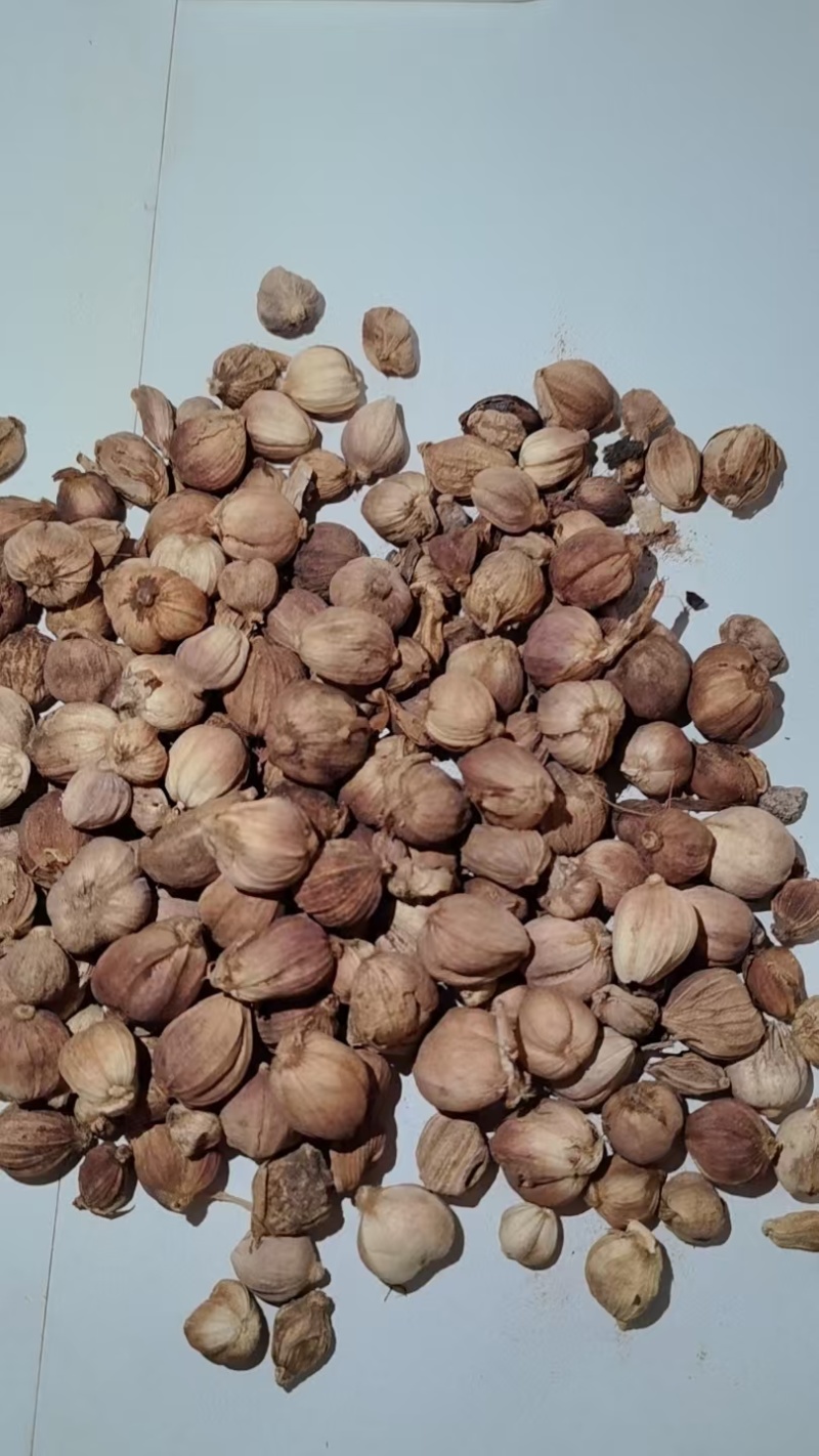 白豆蔻香料批发