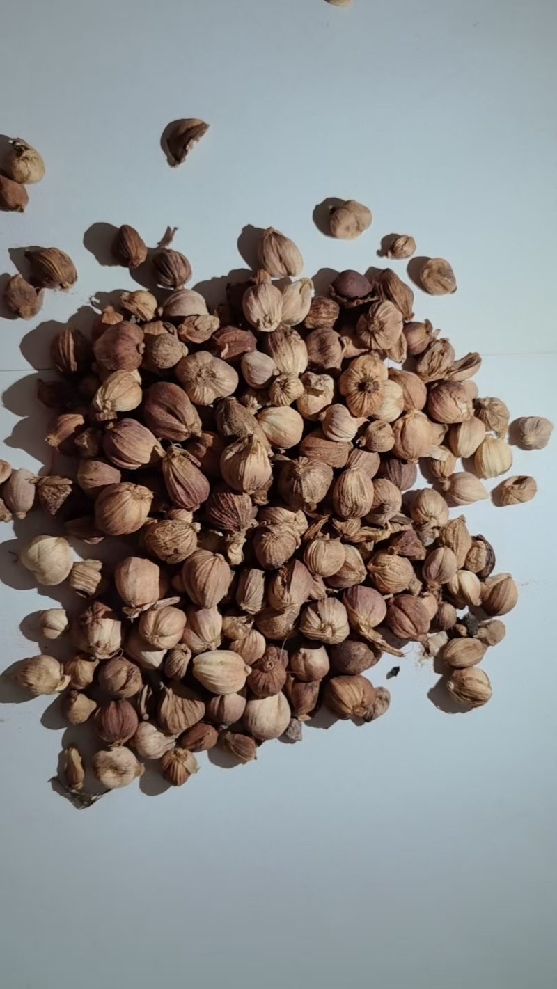 白豆蔻香料批发