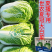 正品基地夏季专播夏冠结球大白菜种子耐热耐湿绿白菜种籽蔬菜