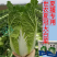 正品基地夏季专播夏冠结球大白菜种子耐热耐湿绿白菜种籽蔬菜