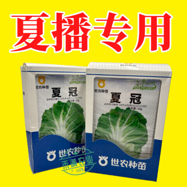 正品基地夏季专播夏冠结球大白菜种子耐热耐湿绿白菜种籽蔬菜
