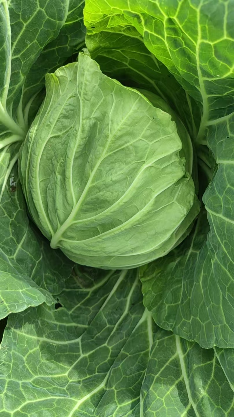 甘蓝圆包菜产地直供保质保量无虫无害色泽鲜绿