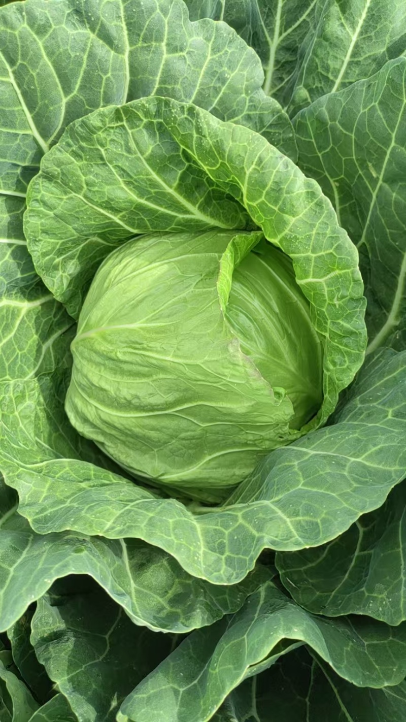甘蓝圆包菜产地直供保质保量无虫无害色泽鲜绿