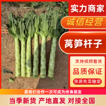 莴笋杆子山东莴苣去叶去皮规格全对接电商批发商超小工包装