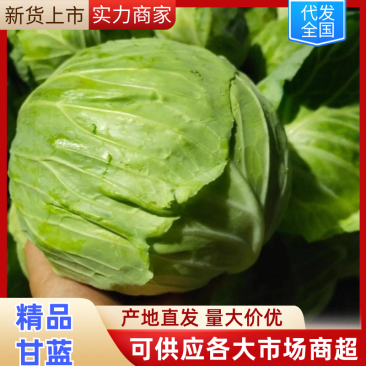 精品甘蓝圆包菜，产地一手货源，量大从优，对接各大批发市