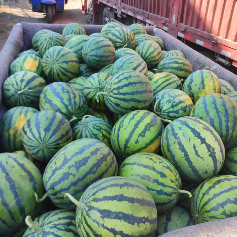 山东西瓜精品甜王西瓜对接市场电商商超社区团购可视频